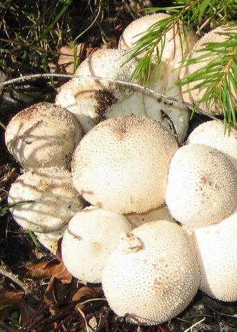 puffballs